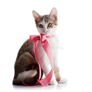 带着粉色带子的小猫坐在白色的背景上。