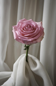 粉红玫瑰和丝绸