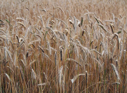 小麦成熟穗