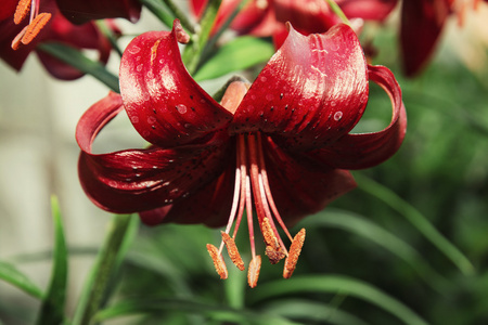 红百合图片大全