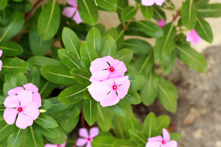大自然中的粉色花朵图片