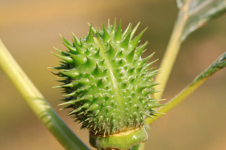 复古雕刻银喇叭树datura ordinary poiso