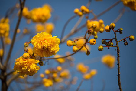 黄色的花树