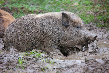 对猪的脏脸.照片