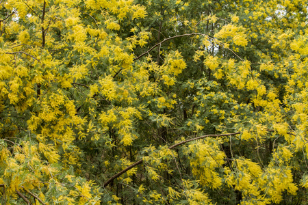 黄色含羞草树