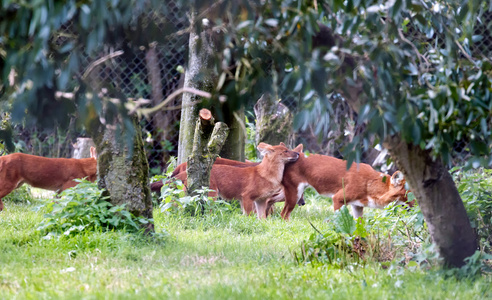 dhole 豺犬 也称为亚洲野狗或印度