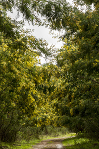 黄色含羞草树