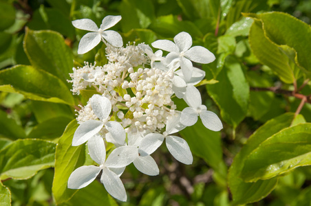 白色绣球花植物
