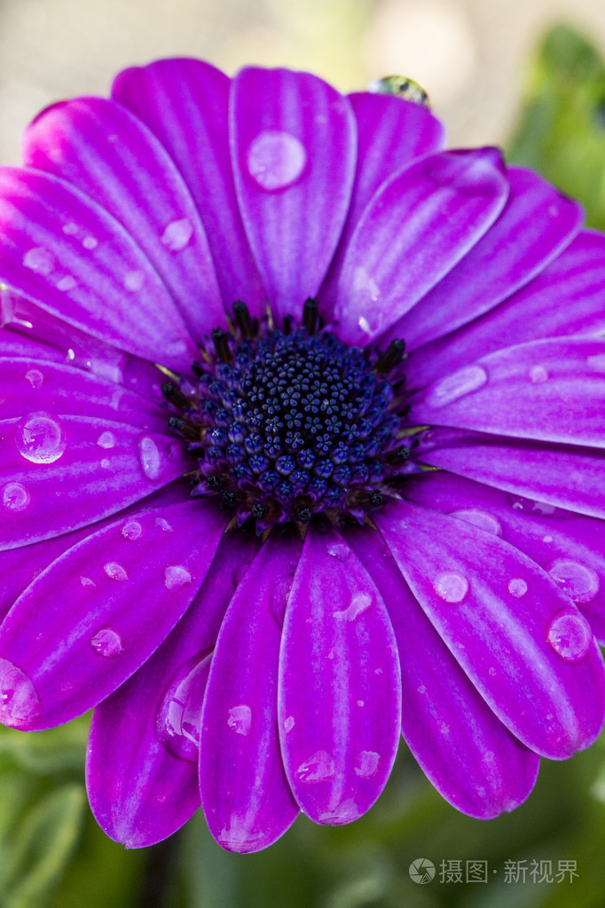 osteospermum 紫雏菊花