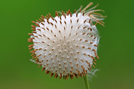 植物种子图片