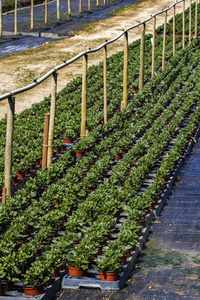 大型室内绿色植物苗木