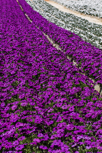 紫罗兰色和白色的非洲菊雏菊花