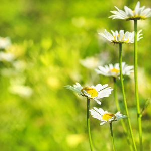 野雏菊