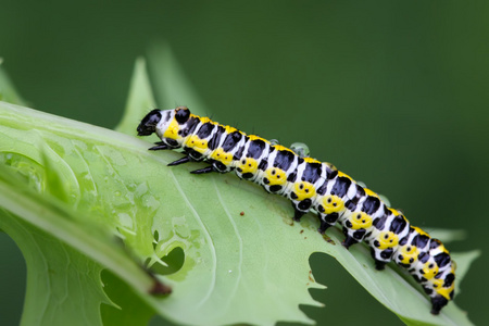 蝴蝶幼虫简笔画图片-蝴蝶幼虫简笔画素材-蝴蝶幼虫简笔画插画-摄图新