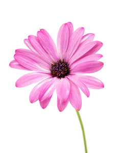 osteospermum 雏菊