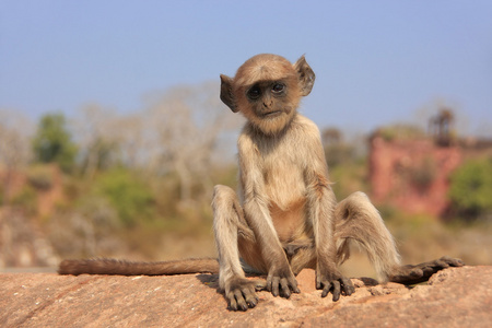 婴儿灰色 langur semnopithecus dussumieri 在 ranthambo 打球