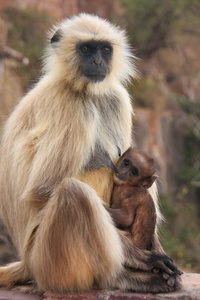 灰叶 semnopithecus dussumieri 抱着一个婴儿坐在 ra