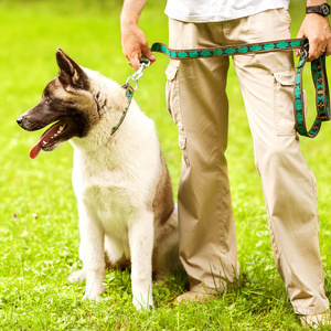 男人和秋田犬狗在公园散步