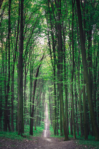 通路的绿色森林