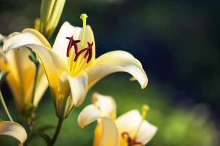 黄色百合花花