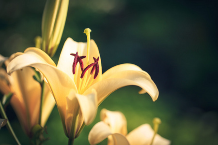 黄色百合花花