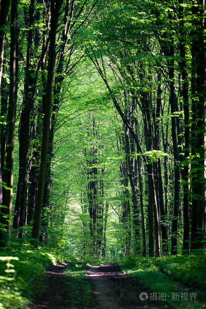 通路的绿色森林