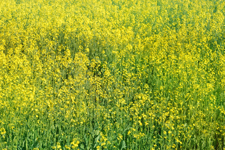 美国 yellowrocket 大场