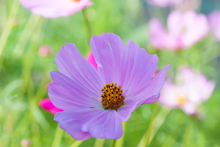 花宇宙的小花