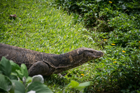 在草地上，泰国云豹的巨蜥 巨蜥鮰