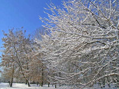 树木覆盖着冰和雪图片