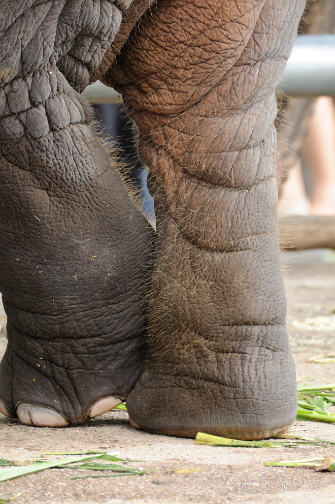 大象后腿