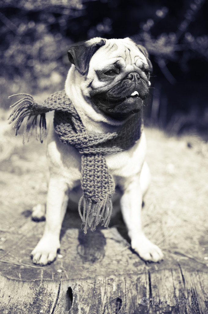 美丽的雄性哈巴狗小狗