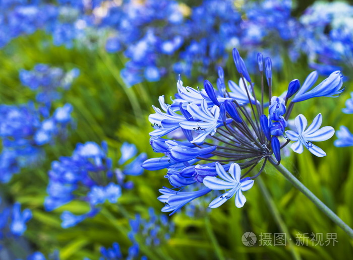 蓝色百合花 真实照片图片