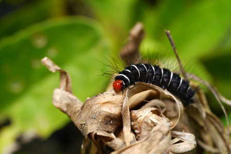 蝴蝶老黑黑虫照片