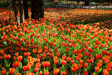 郁金香花园