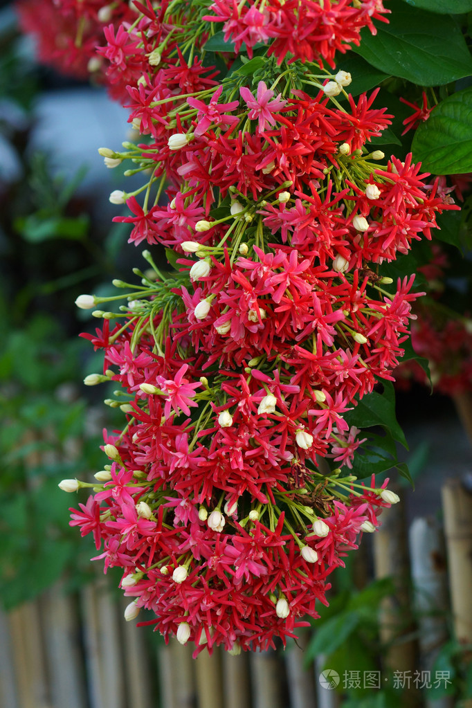 仰光爬山虎花园里的花