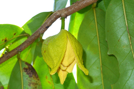 花 soursop 或多刺的释迦榴莲 belanda 或