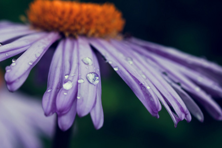 雏菊与雨滴