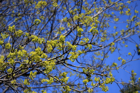 枫叶在蓝色天空背景下的花朵