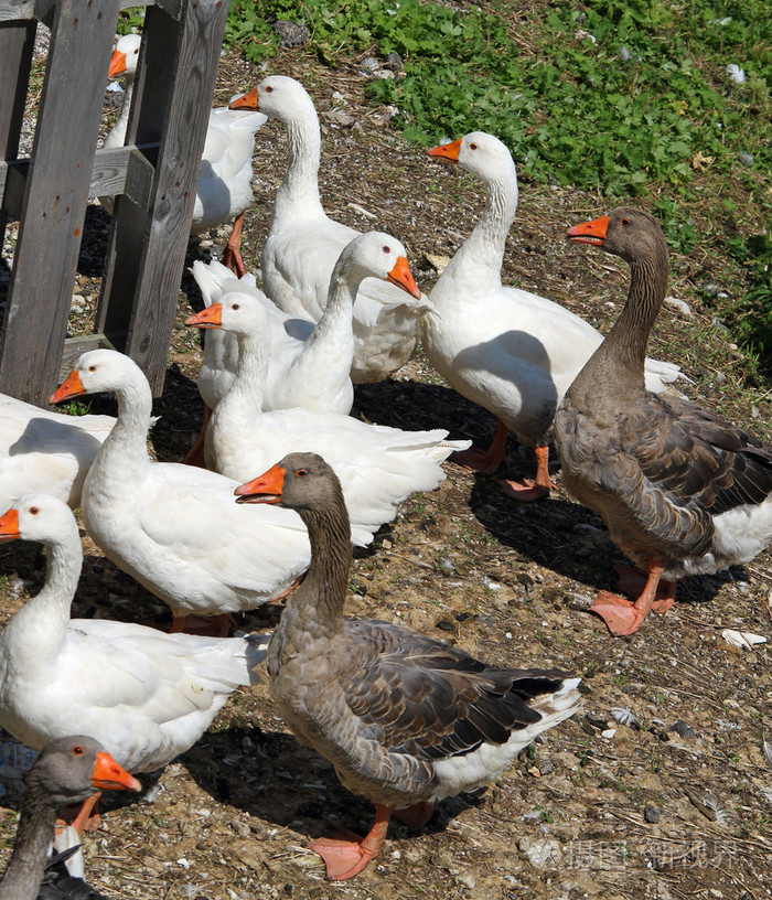 白鹅和鸭在农村2农场