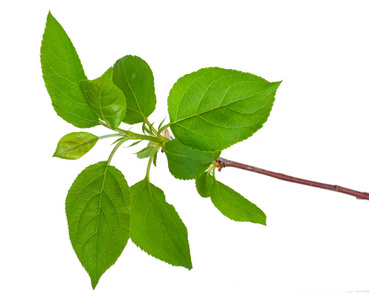 园丁和一棵年轻的苹果树在花园里种植幼苗蚂蚁的园丁园林绿化树种