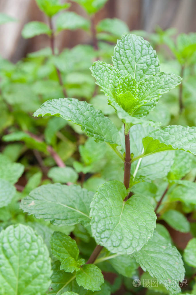 新鲜的薄荷