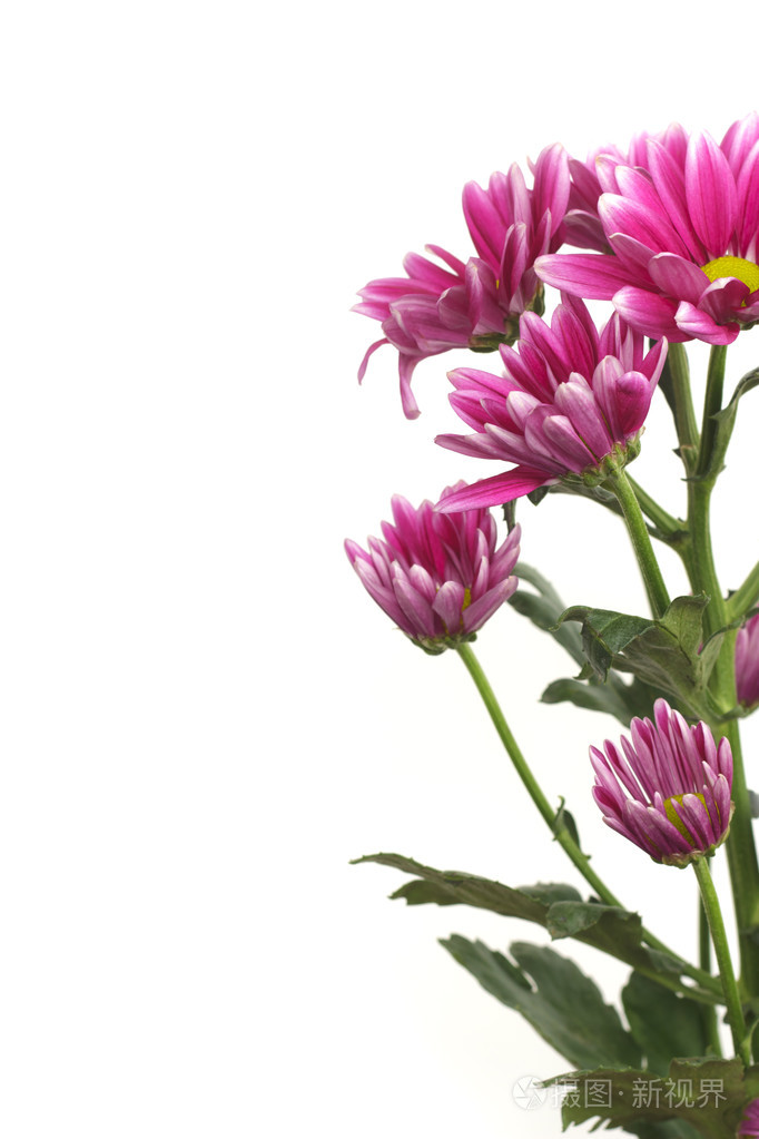 在白色背景上孤立的菊花花
