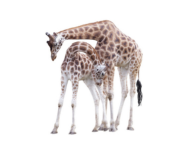 孤立的白色背景上的两个常设长颈鹿
