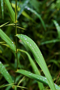 在植物叶片上的水滴