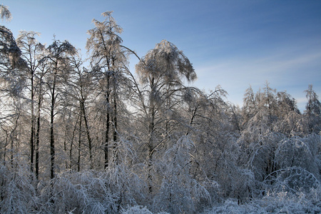 冬季雪上的树木