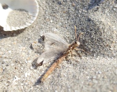 捕食昆虫在沙滩上