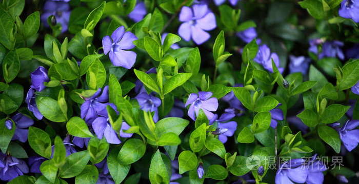 长春 小蔓长春花 植物与花照片 正版商用图片1gep7g 摄图新视界