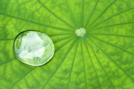 荷叶露珠图片