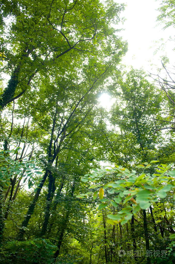 在绿色的森林中的树木